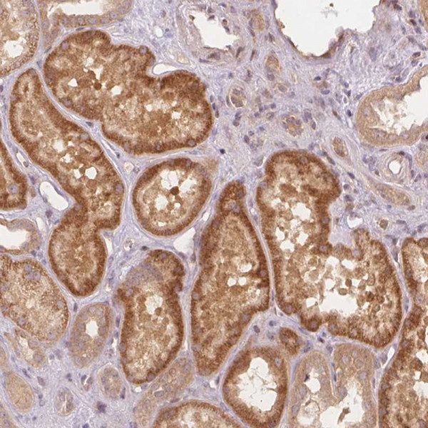 Anti-PCDHB1