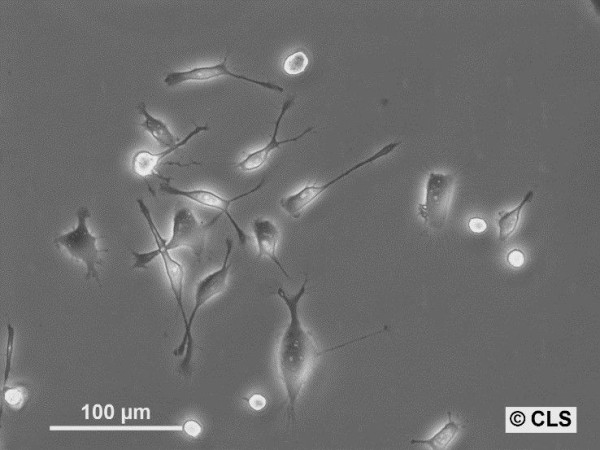 NCTC clone 1469 Cells