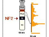 Anti-phospho-NF2 (Neurofibromatosis 2 gene product) (Ser518)