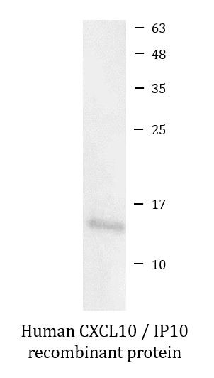 Human CXCL10 / IP10 recombinant protein