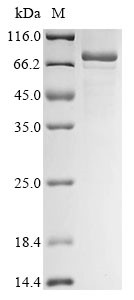YTH domain-containing family protein 2 (YTHDF2), human, recombinant