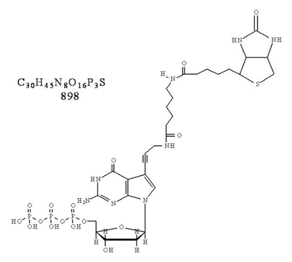Biotin-11-dGTP