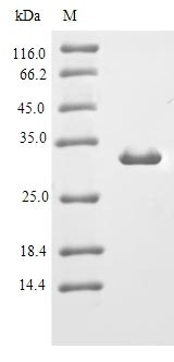 Immunoglobulin J chain (Jchain), mouse, recombinant