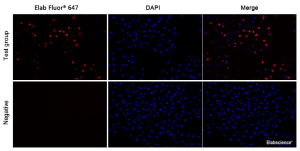 E-Click EdU Cell Proliferation Imaging Assay Kit (Red, Elab Fluor (R) 647)