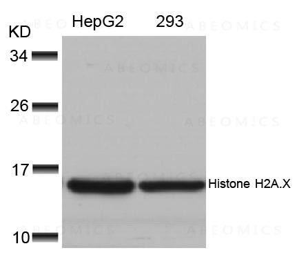 Anti-Histone H2A.X (Ab-139)
