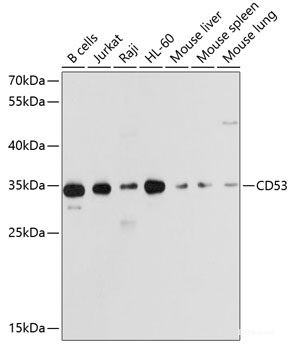 Anti-CD53