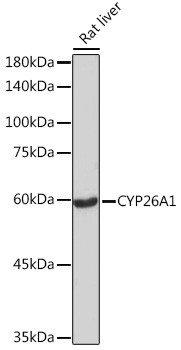 Anti-CYP26A1