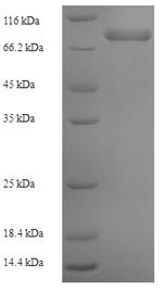 DNA polymerase subunit gamma-2, mitochondrial (POLG2), human, recombinant