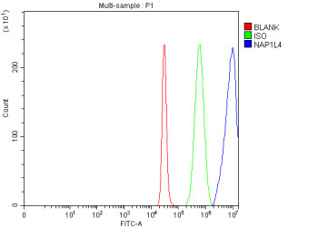 Anti-NAP1L4 / Nucleosome assembly protein 1-like 4