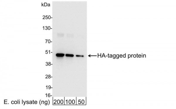 Anti-HA, HRP conjugated