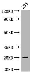 Anti-MAD2L2 Recombinant Monoclonal, clone 4D8