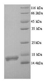 CMRF35-like molecule 7 (CD300LB), partial, human, recombinant