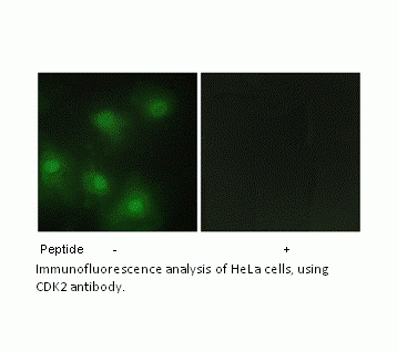 Anti-CDK2