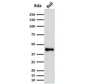 Anti-PAX5, clone PCRP-PAX5-1B1