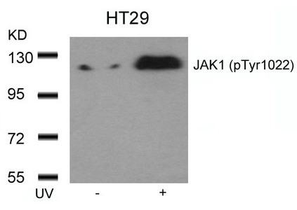 Anti-Phospho-JAK1 (Tyr1022)