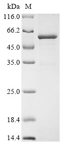 Tripartite motif-containing protein 72 (Trim72), mouse, recombinant