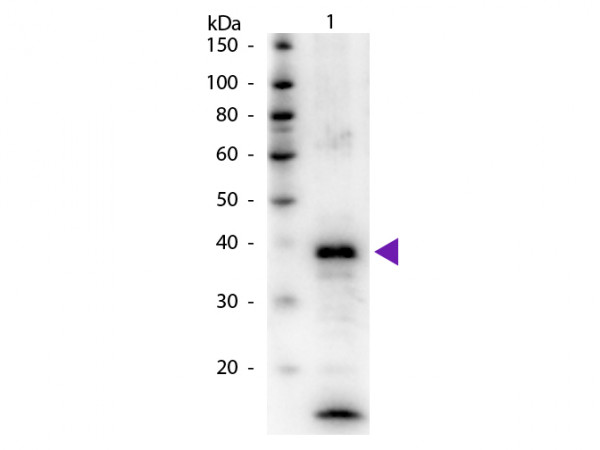 Anti-Arginase (bovine liver)