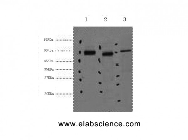 Anti-CK-7, clone 2B5