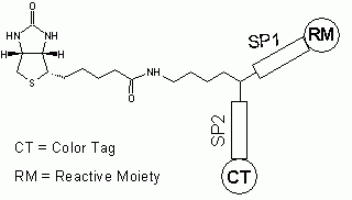 ReadiView Biotin(TM) acid