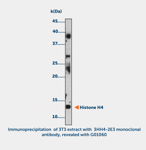 Anti-acetyl-Histone H4 acetylated (K5 or K12)
