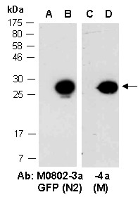 Anti-GFP (N2), clone 6F6