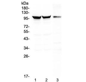 Anti-DNM1 / Dynamin 1