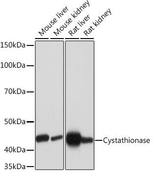 Anti-Cystathionase/CTH