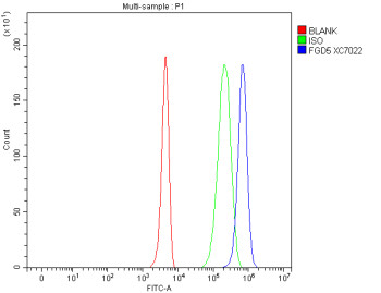 Anti-FGD5 / FYVE, RhoGEF and PH domain-containing protein 5