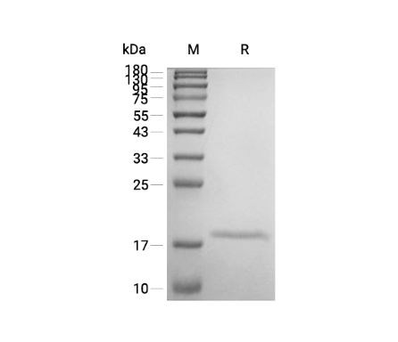 IL-36 beta/IL-1F8 Recombinant