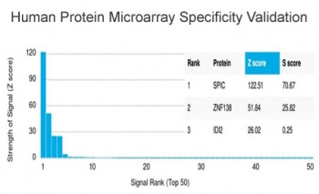 Anti-Transcription factor Spi-C / SPIC, clone PCRP-SPIC-2C5
