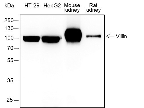 Anti-Recombinant Villin, clone A387