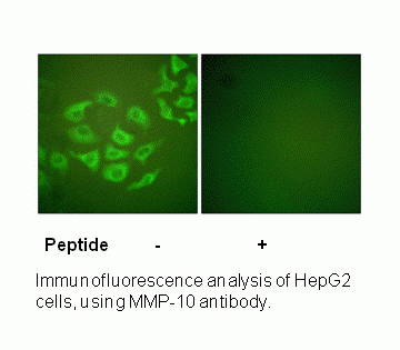 Anti-MMP-10