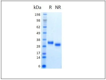 OSM HumanKine(R) recombinant human protein