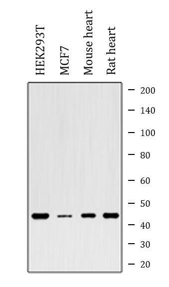 Anti-IDH3G