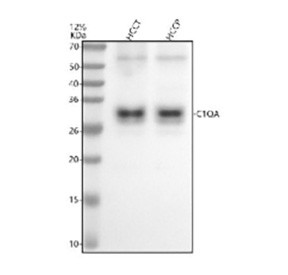 Anti-C1QA / Complement component 1 subcomponent subunit A, clone 31C57