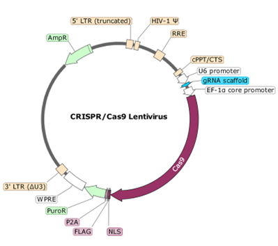 FCGR2A CRISPR/Cas9 Lentivirus (Non-Integrating)