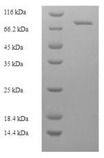 Albumin (ALB), Macaca fascicularis, recombinant