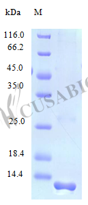 C-C motif chemokine 21 protein (CCL21) (Active), human, recombinant