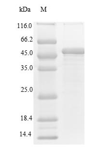Thrombopoietin receptor (MPL), partial, human, recombinant