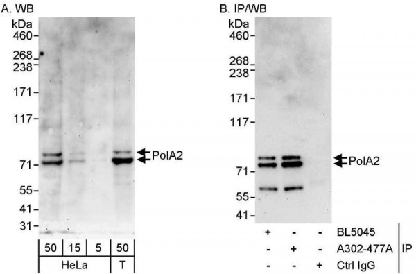 Anti-PolA2