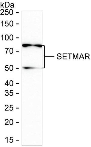 Anti-SETMAR