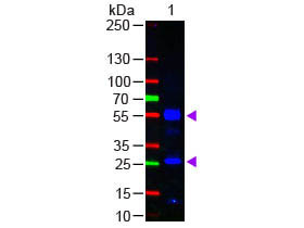 Anti-Human IgG (H&amp;L) [Goat] Fluorescein conjugated Fab fragment