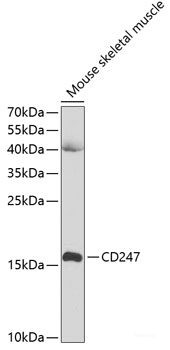 Anti-CD247