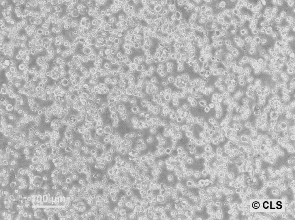 WEHI-3B Cells