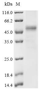 Meiotic recombination protein SPO11 (SPO11), human, recombinant