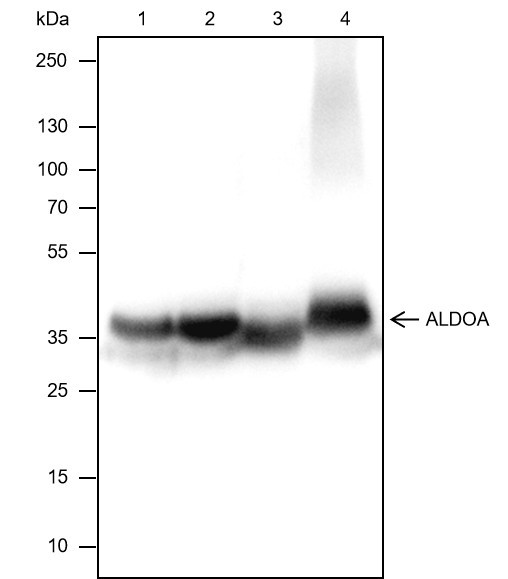 Anti-Recombinant ALDOA, clone A126