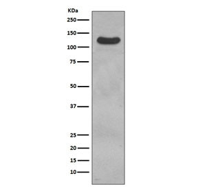 Anti-CD31 / PECAM1, clone DAI-16