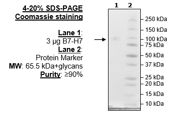 B7-H7, Fc-Fusion, Avi-Tag, Biotin-Labeled