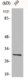 Anti-BCL2L1