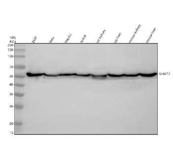 Anti-SHMT2 / Serine hydroxymethyltransferase